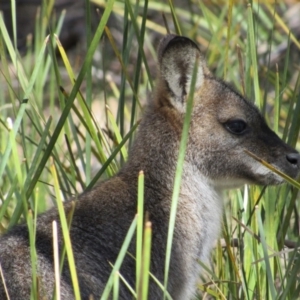 Notamacropus rufogriseus at Tennent, ACT - 4 Sep 2019 11:10 AM