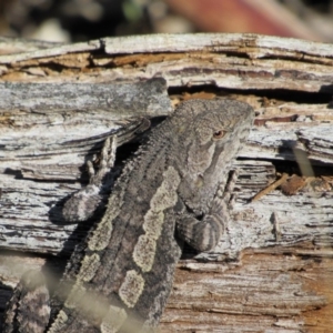 Amphibolurus muricatus at Tennent, ACT - 4 Sep 2019 03:45 PM