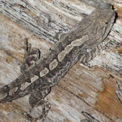 Amphibolurus muricatus at Tennent, ACT - 4 Sep 2019 03:45 PM