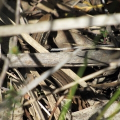 Unidentified Skink at Tennent, ACT - 4 Sep 2019 by KShort