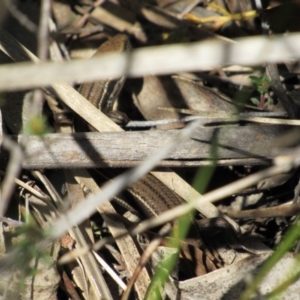 Acritoscincus duperreyi at Tennent, ACT - 4 Sep 2019