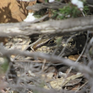 Liopholis whitii at Tennent, ACT - 4 Sep 2019 12:53 PM