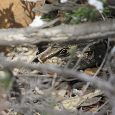 Liopholis whitii (White's Skink) at Tennent, ACT - 4 Sep 2019 by KShort