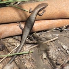 Carinascincus coventryi (Coventry’s Skink) at Namadgi National Park - 4 Sep 2019 by KShort