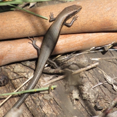 Carinascincus coventryi (Coventry’s Skink) at Tennent, ACT - 4 Sep 2019 by KShort