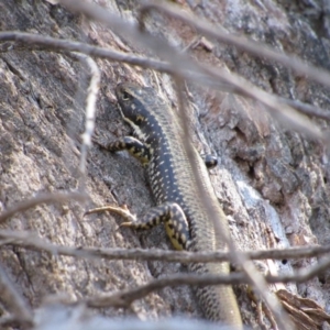 Eulamprus heatwolei at Tennent, ACT - 4 Sep 2019 02:22 PM