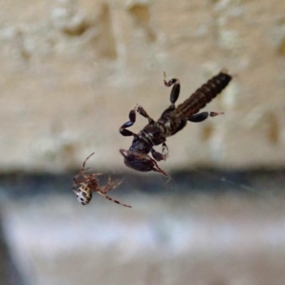 Embioptera sp. (order) (Unidentified webspinner) at Cook, ACT - 4 Sep 2019 by CathB