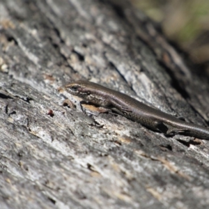 Pseudemoia entrecasteauxii at Tennent, ACT - 4 Sep 2019