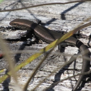 Pseudemoia entrecasteauxii at Tennent, ACT - 4 Sep 2019 11:50 AM