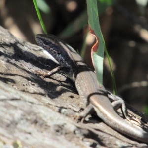 Pseudemoia entrecasteauxii at Tennent, ACT - 4 Sep 2019