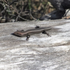 Pseudemoia entrecasteauxii (Woodland Tussock-skink) at Tennent, ACT - 4 Sep 2019 by KShort