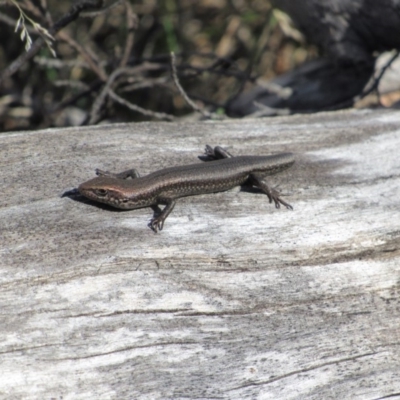 Pseudemoia entrecasteauxii (Woodland Tussock-skink) at Tennent, ACT - 4 Sep 2019 by KShort