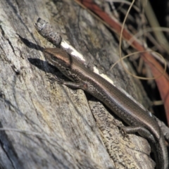 Pseudemoia entrecasteauxii (Woodland Tussock-skink) at Tennent, ACT - 4 Sep 2019 by KShort