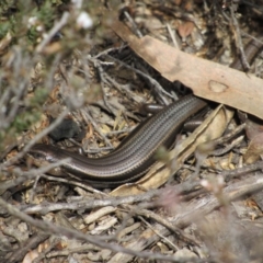 Acritoscincus duperreyi (Eastern Three-lined Skink) at Tharwa, ACT - 4 Sep 2019 by KShort