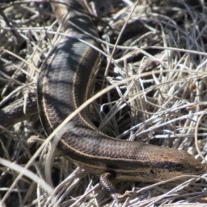 Acritoscincus duperreyi at Namadgi National Park - 4 Sep 2019