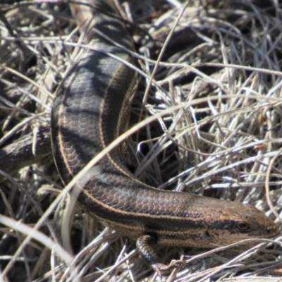 Acritoscincus duperreyi (Eastern Three-lined Skink) at Tennent, ACT - 4 Sep 2019 by KShort