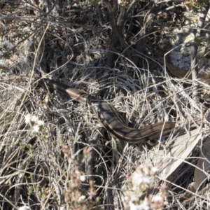 Acritoscincus duperreyi at Namadgi National Park - 4 Sep 2019