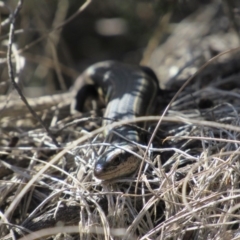 Acritoscincus duperreyi at Namadgi National Park - 4 Sep 2019