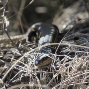 Acritoscincus duperreyi at Namadgi National Park - 4 Sep 2019