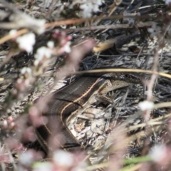 Acritoscincus duperreyi at Namadgi National Park - 4 Sep 2019 02:47 PM