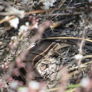 Acritoscincus duperreyi at Namadgi National Park - 4 Sep 2019