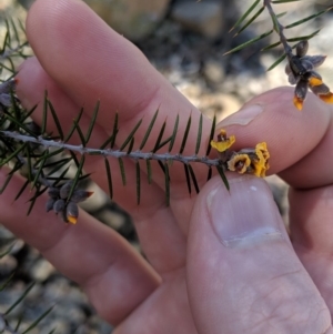 Dillwynia sieberi at Carwoola, NSW - 4 Sep 2019 12:39 PM