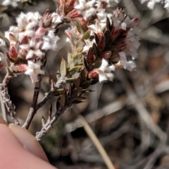 Styphelia attenuata at Greenleigh, NSW - 4 Sep 2019 01:24 PM