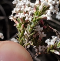 Styphelia attenuata at Greenleigh, NSW - 4 Sep 2019 01:24 PM