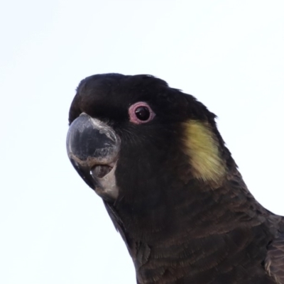 Zanda funerea (Yellow-tailed Black-Cockatoo) at Guerilla Bay, NSW - 30 Aug 2019 by jbromilow50