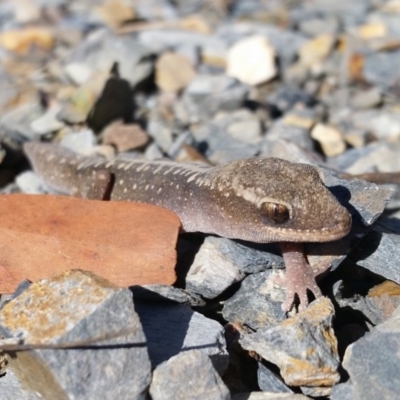 Diplodactylus vittatus (Eastern Stone Gecko) at Rugosa - 2 Sep 2019 by SenexRugosus