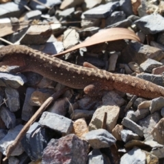 Diplodactylus vittatus at Yass River, NSW - 2 Sep 2019