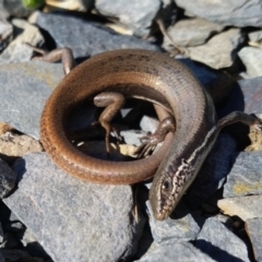 Morethia boulengeri (Boulenger's Skink) at Rugosa - 2 Sep 2019 by SenexRugosus