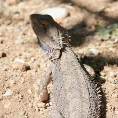 Pogona barbata (Eastern Bearded Dragon) at Hughes, ACT - 4 Sep 2019 by LisaH