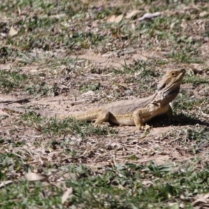 Pogona barbata at Hughes, ACT - 4 Sep 2019