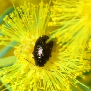 Chrysomelidae sp. (family) at Hall, ACT - 1 Sep 2019