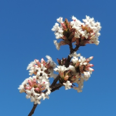 Leucopogon attenuatus (Small-leaved Beard Heath) at Bonython, ACT - 30 Aug 2019 by michaelb