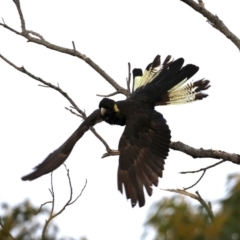 Zanda funerea (Yellow-tailed Black-Cockatoo) at Guerilla Bay, NSW - 30 Aug 2019 by jb2602
