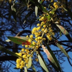 Acacia rubida (Red-stemmed Wattle, Red-leaved Wattle) at Conder, ACT - 2 Sep 2019 by MichaelBedingfield