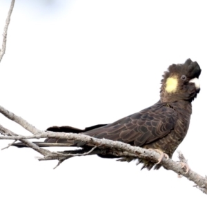 Zanda funerea at Guerilla Bay, NSW - 30 Aug 2019 04:35 PM