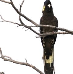 Zanda funerea at Guerilla Bay, NSW - 30 Aug 2019 04:35 PM