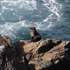 Arctocephalus pusillus doriferus (Australian Fur-seal) at Guerilla Bay, NSW - 30 Aug 2019 by jb2602
