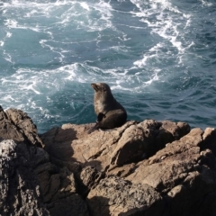 Unidentified Sea Mammal at Guerilla Bay, NSW - 30 Aug 2019 by jb2602