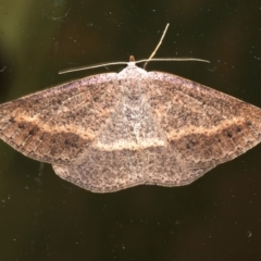 Taxeotis perlinearia (Spring Taxeotis) at Rosedale, NSW - 30 Aug 2019 by jb2602