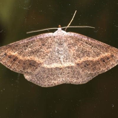 Taxeotis perlinearia (Spring Taxeotis) at Rosedale, NSW - 30 Aug 2019 by jb2602