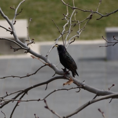 Sturnus vulgaris (Common Starling) at Gungahlin, ACT - 5 Sep 2019 by ClubFED