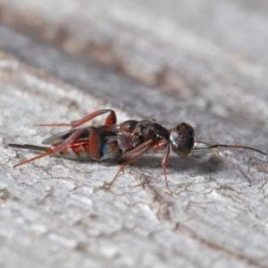 Cleonyminae (subfamily) at Hackett, ACT - 3 Sep 2019