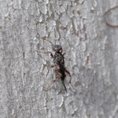 Cleonyminae (subfamily) at Hackett, ACT - 3 Sep 2019 12:53 PM