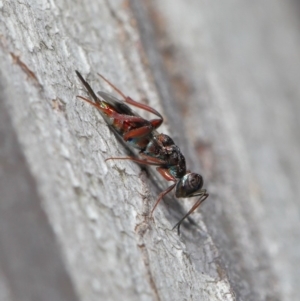 Cleonyminae (subfamily) at Hackett, ACT - 3 Sep 2019 12:53 PM