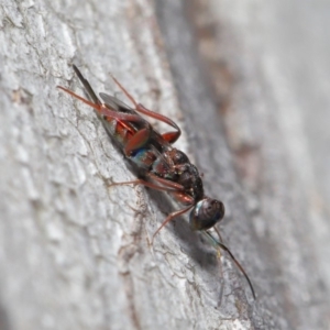 Cleonyminae (subfamily) at Hackett, ACT - 3 Sep 2019 12:53 PM