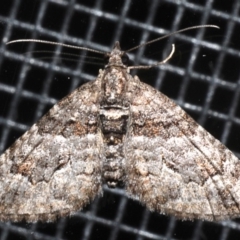 Phrissogonus laticostata (Apple looper moth) at Rosedale, NSW - 30 Aug 2019 by jb2602